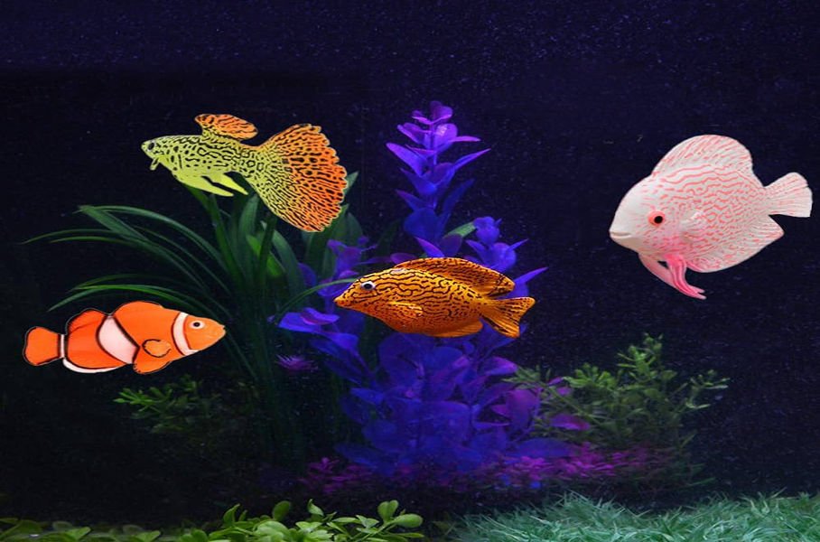 Fish Acclimation Tips & Water Chemistry Guide