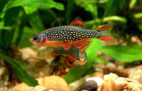 Celestial Pearl Danios (Galaxy Rasboras)