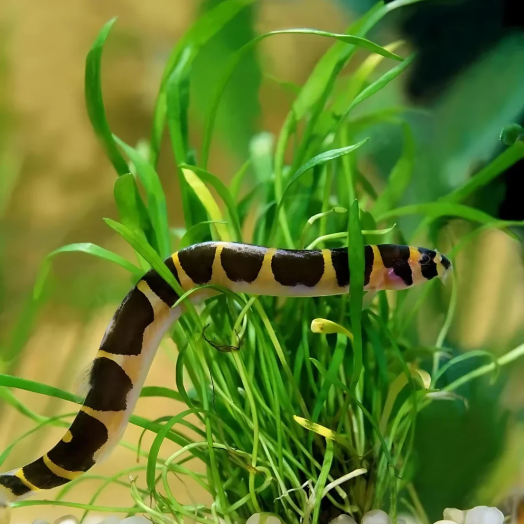 Kuhli Loaches