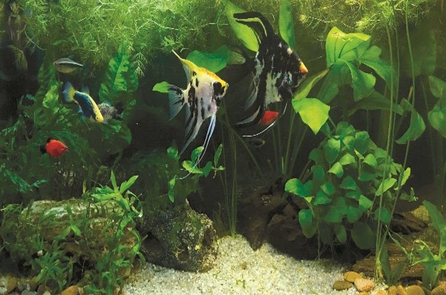 Best Fish & Plants for Low-Light Aquariums