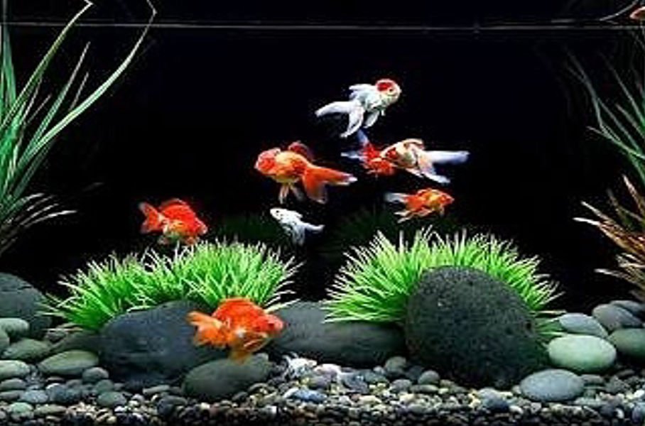 Explore Premium Aquarium Products with Overseas Aquatics
