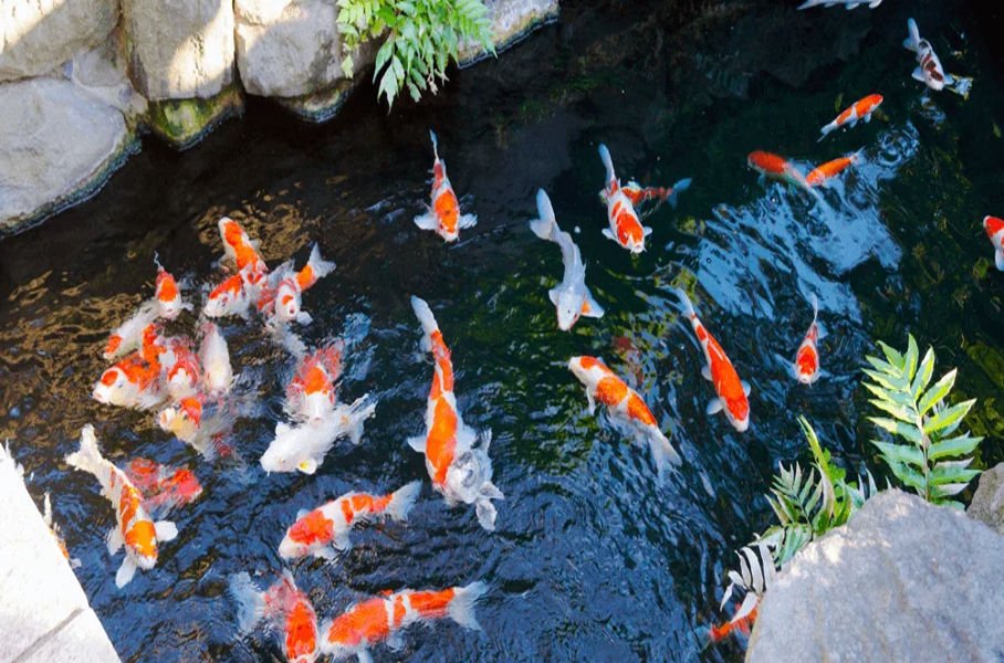 The Art of Aquatic Care: Unveiling Overseas Aquatics’ Secrets