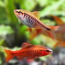 Cherry Barbs