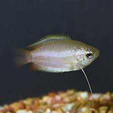 Dwarf or Honey Gouramis