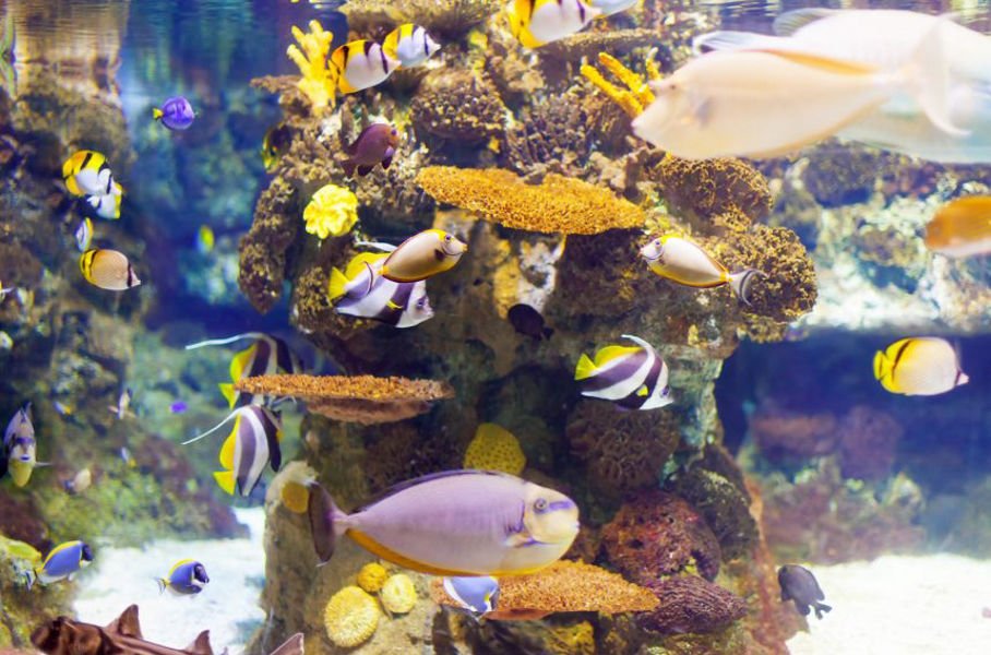 How Aquarium Therapy for Stress Benefits Mental Health
