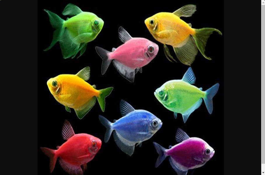 Kerala’s Aquatic Treasures: Ornamental Fish for Export