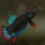 ethical wild-caught aquarium trade